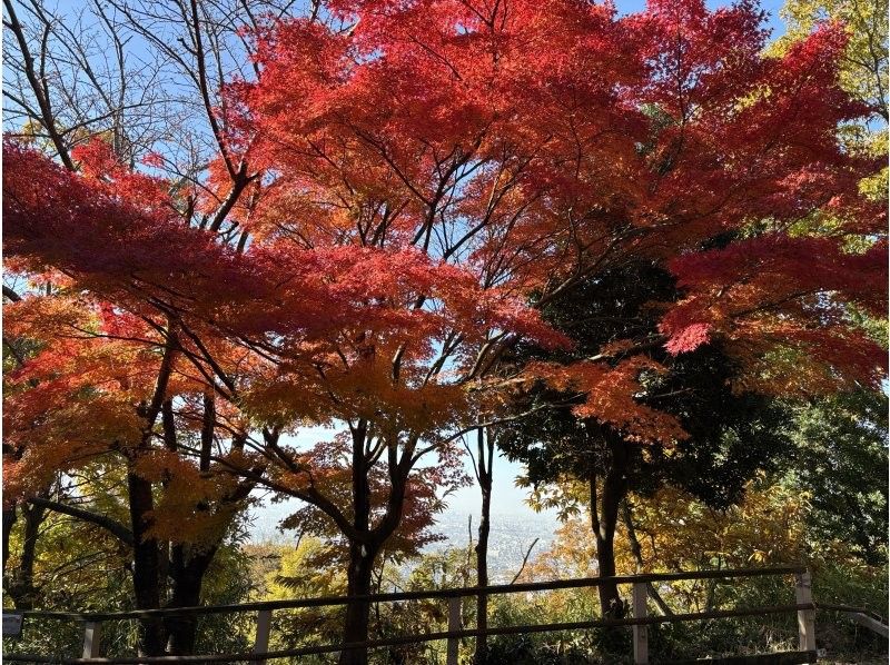 [Safe for beginners and children] Look down on the spectacular view of Osaka from the top of Mt. Ikomaの紹介画像