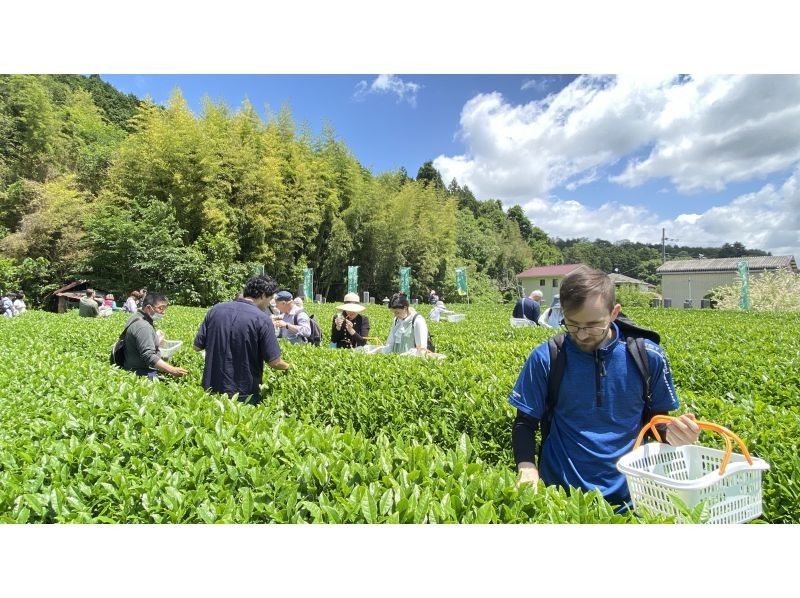 【兵庫・丹波篠山】日本最古のお茶処でお茶を楽しく学ぼう！の紹介画像