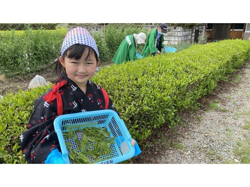 【兵庫・丹波篠山】日本最古のお茶処でお茶を楽しく学ぼう！の紹介画像