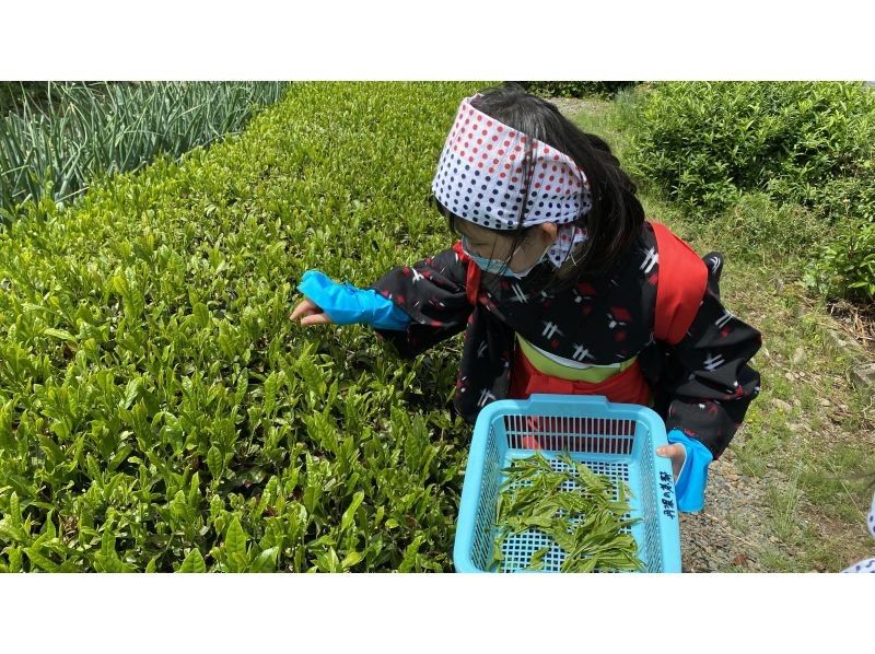 【兵庫・丹波篠山】日本最古のお茶処でお茶を楽しく学ぼう！の紹介画像