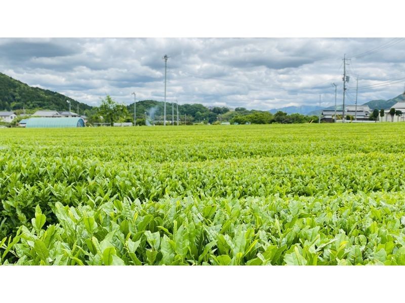 【兵庫・丹波篠山】日本最古のお茶処でお茶を楽しく学ぼう！の紹介画像