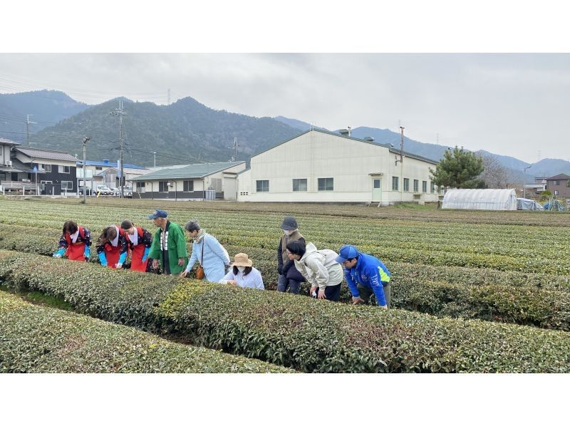 【兵庫・丹波篠山】日本最古のお茶処でお茶を楽しく学ぼう！の紹介画像