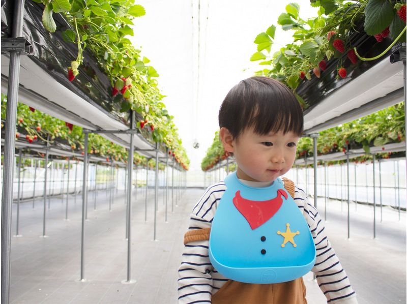 [Omihachiman, Shiga] {Strawberry Picking♪ 40 minutes} Freshly picked sweet strawberries grown with organic fertilizer are exceptional! Compare and taste up to 6 varietiesの紹介画像