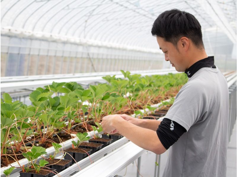 [Omihachiman, Shiga] {Strawberry Picking♪ 40 minutes} Freshly picked sweet strawberries grown with organic fertilizer are exceptional! Compare and taste up to 6 varietiesの紹介画像