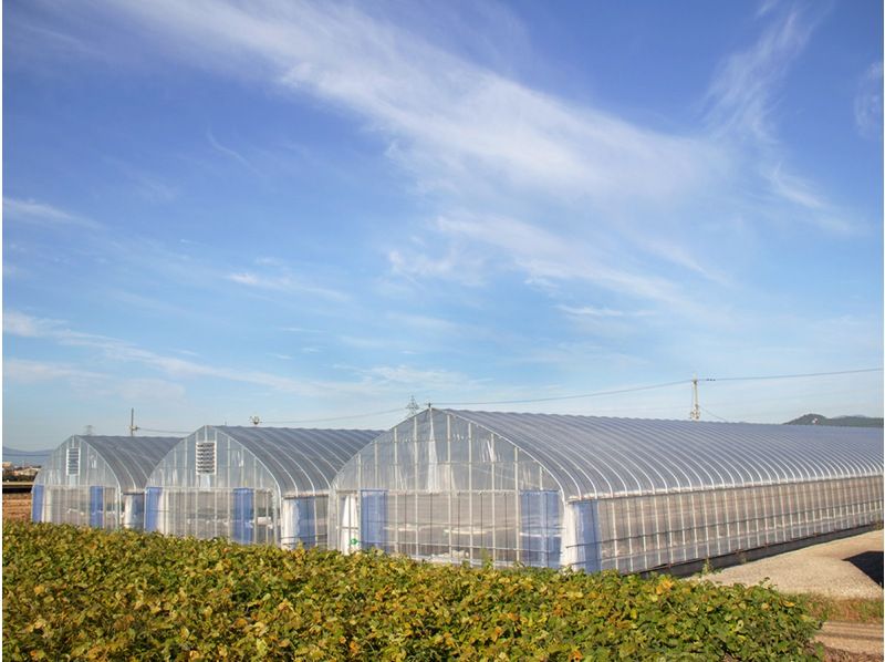 [Omihachiman, Shiga] {Strawberry Picking♪ 40 minutes} Freshly picked sweet strawberries grown with organic fertilizer are exceptional! Compare and taste up to 6 varietiesの紹介画像