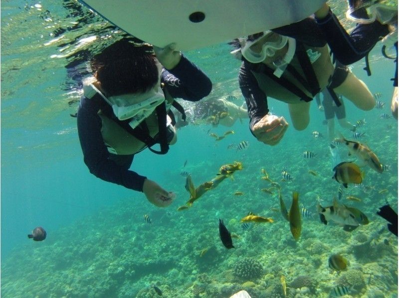 [冲绳·北方地区/ Minnajima岛]船浮潜半日海上课程の紹介画像