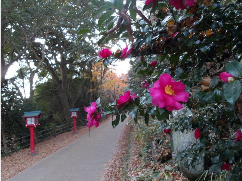 【東京・高尾山】12/20（日）開催！高尾山からダイヤモンド富士を見よう！ヨガ・気功で心身リフレッシュの紹介画像