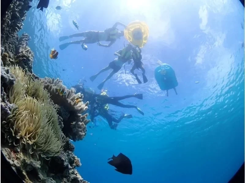 完全貸切プラン【美ら海近く】シュノーケリング＆SUPプラン【写真撮影・餌付け体験・タオル付】本部・北部・名護 の紹介画像