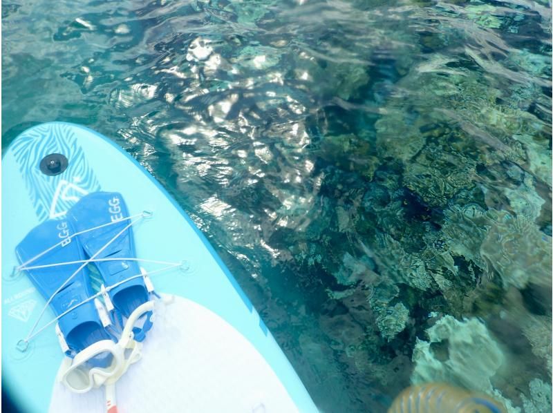 Private plan [Near Churaumi] Snorkeling & SUP plan [Photo shoot, feeding experience, towels included] Motobu, Kitabu, Nago の紹介画像