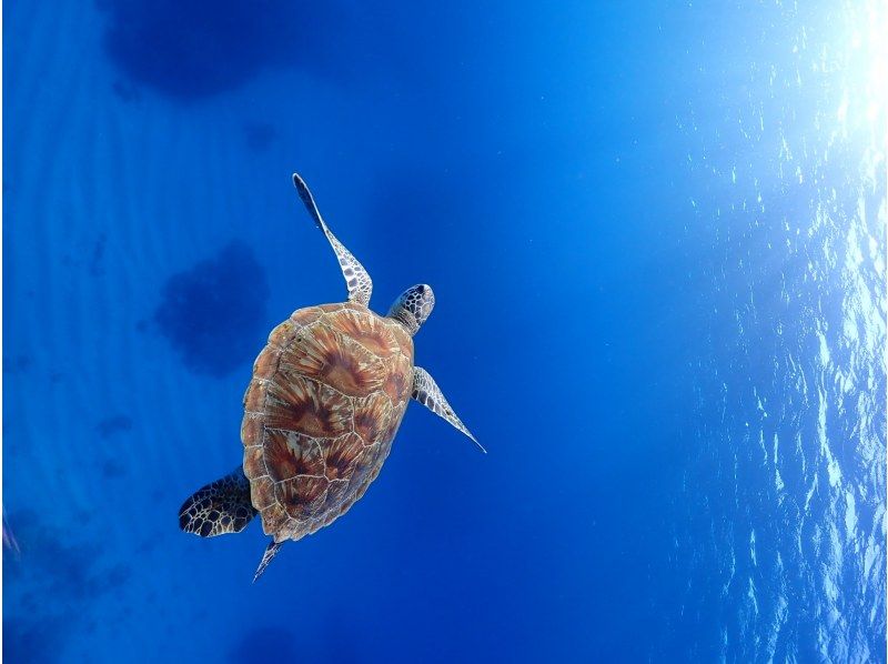 [庆良间群岛（冲绳那霸出发）] 免费水下照片和视频！初学者专卖店，安心体验潜水の紹介画像