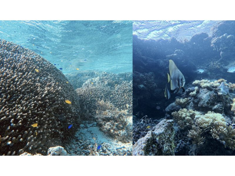 [Okinawa, Ishigaki Island] The boat ride takes just 5 minutes! Boat snorkeling tour where you can see Nemo and swallowtail fish ★ Empty-handed OKの紹介画像