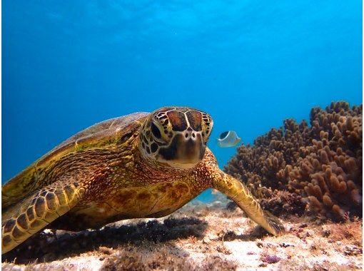 美しい珊瑚礁や熱帯魚に高確率でウミガメに出会える欲張り