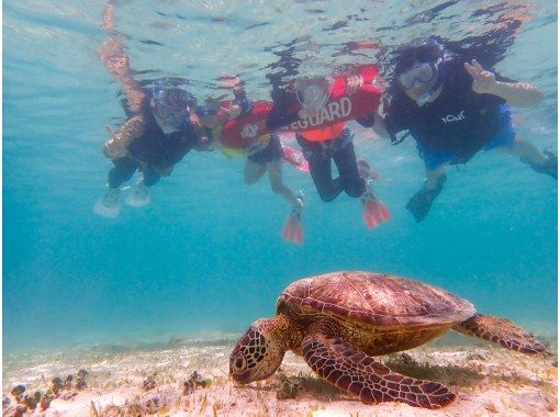 美しい珊瑚礁や熱帯魚に高確率でウミガメに出会える欲張り