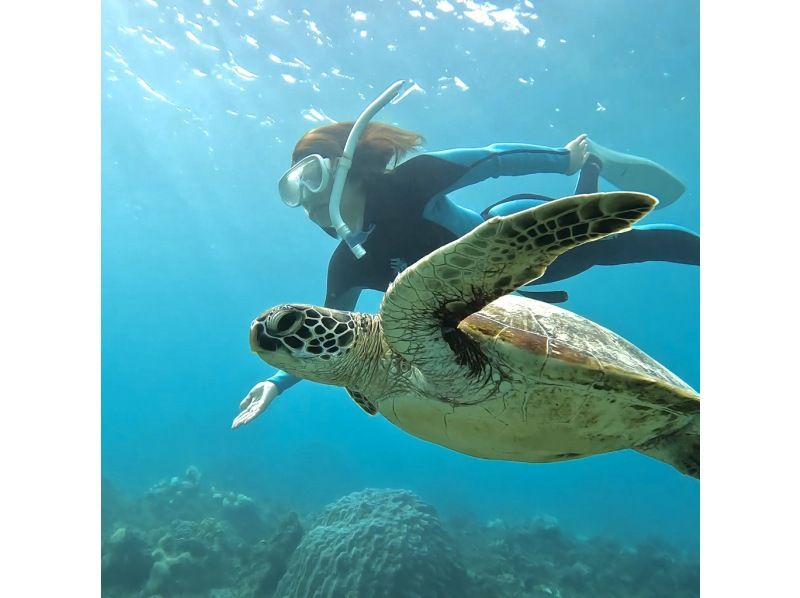 【1人旅1人参加限定・送迎付き・完全貸切お一人様限定マンツーマンツアー】シニア層にも大人気！超VIPウミガメ100%シュノーケルツアー！の紹介画像