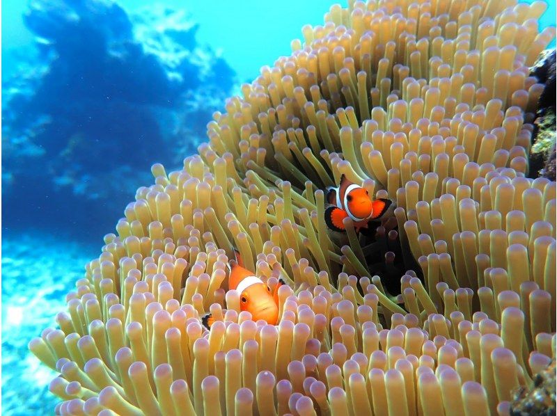 【宮古島・1人参加限定・送迎付き】シニア層にも大人気！⭐️70歳以上も可能⭐️【完全貸し切りお一人様限定】ウミガメプライベートVIPツアー！の紹介画像