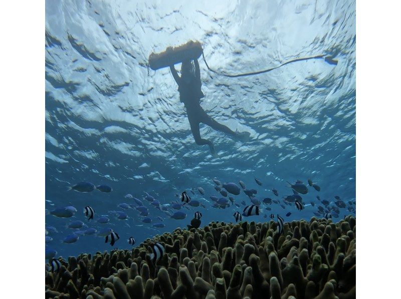 【宮古島・1人参加限定・送迎付き】シニア層にも大人気！⭐️70歳以上も可能⭐️【完全貸し切りお一人様限定】ウミガメプライベートVIPツアー！の紹介画像
