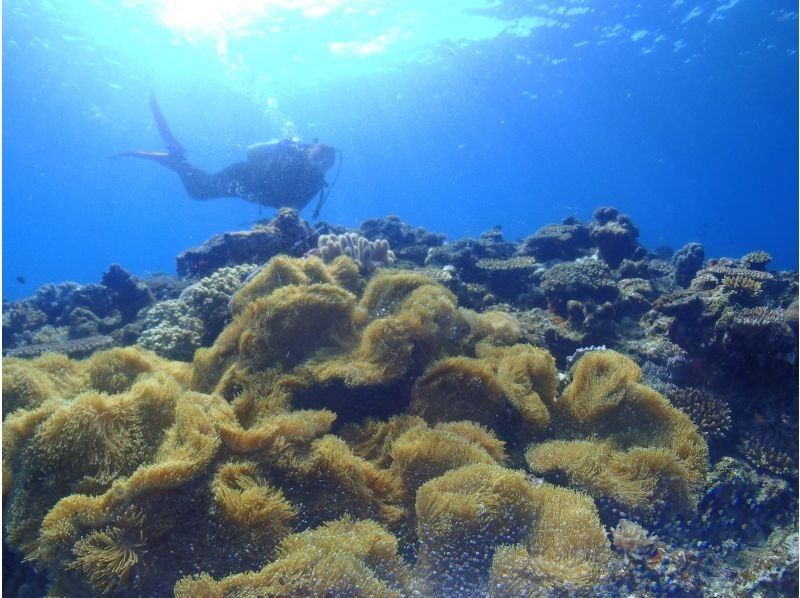 【沖縄・水納島・瀬底島】半日お得に２ダイブプラン！１グループにベテランガイド貸切！無料撮影込み日帰り離島FUNダイビング