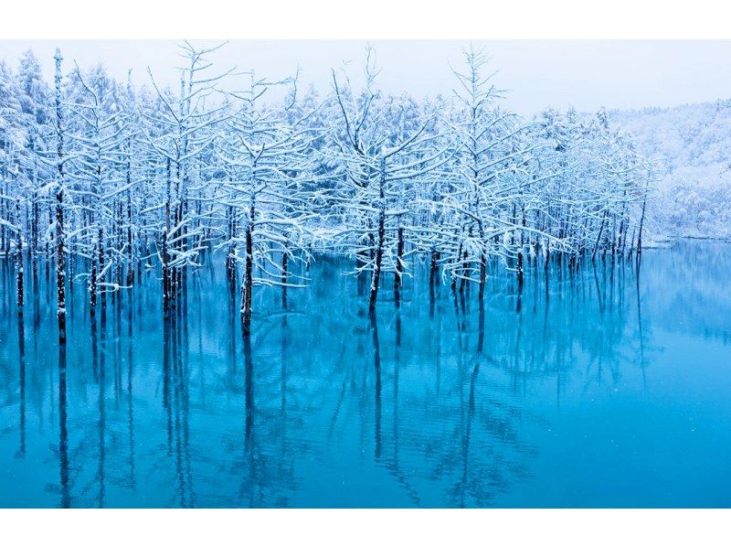 【一日游】旭山动物园|肯和玛丽树|北海道Aの紹介画像