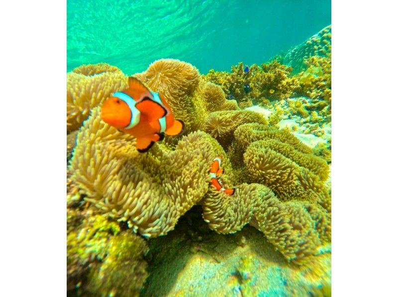 ★Student discount★Private tour! ? 【Phantom Island Landing】Family discount★Same-day reservation★4 trips per day★Snorkeling included! Non-swimmers are also welcome★Free transfers and equipment! We welcome everyone from 0 to 90 years old♪の紹介画像