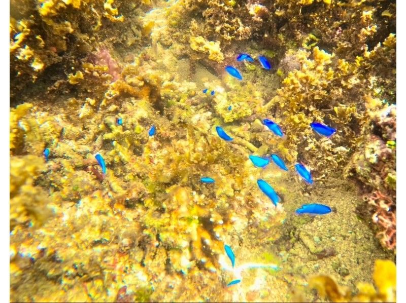 Miracle Island for your own use!? [Phantom Island Landing] Family discount★Same-day reservations★4 trips per day★Snorkeling included! Even if you just want to land, you are welcome★Free transportation and equipment! Ages 0 to 90 welcome♪の紹介画像