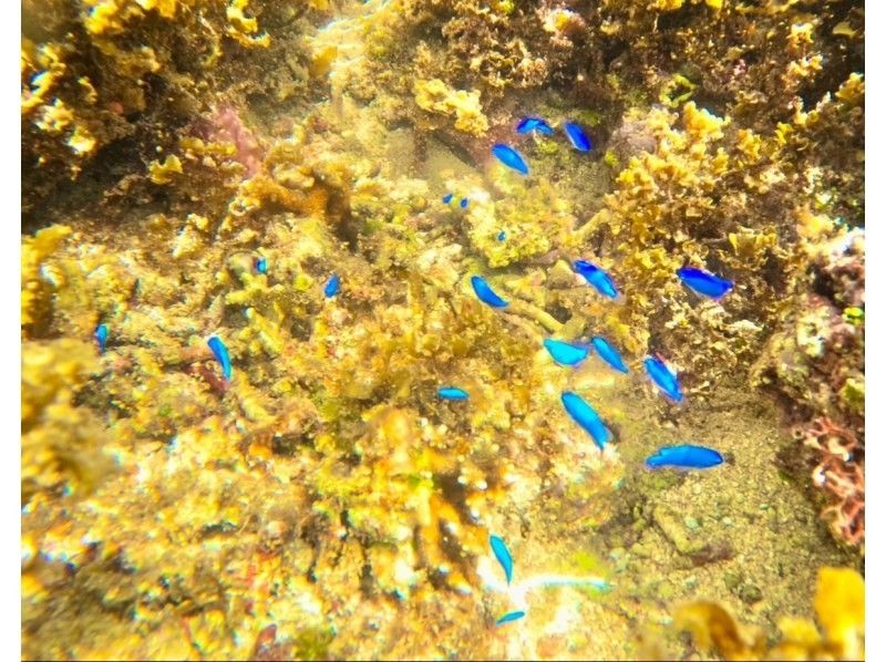 ANA誌掲載★奇跡の島が貸切!?【幻の島上陸】家族割★当日予約★シュノーケル込み!上陸だけでも大歓迎★送迎・機材無料!0歳〜90歳ご案内♪の紹介画像