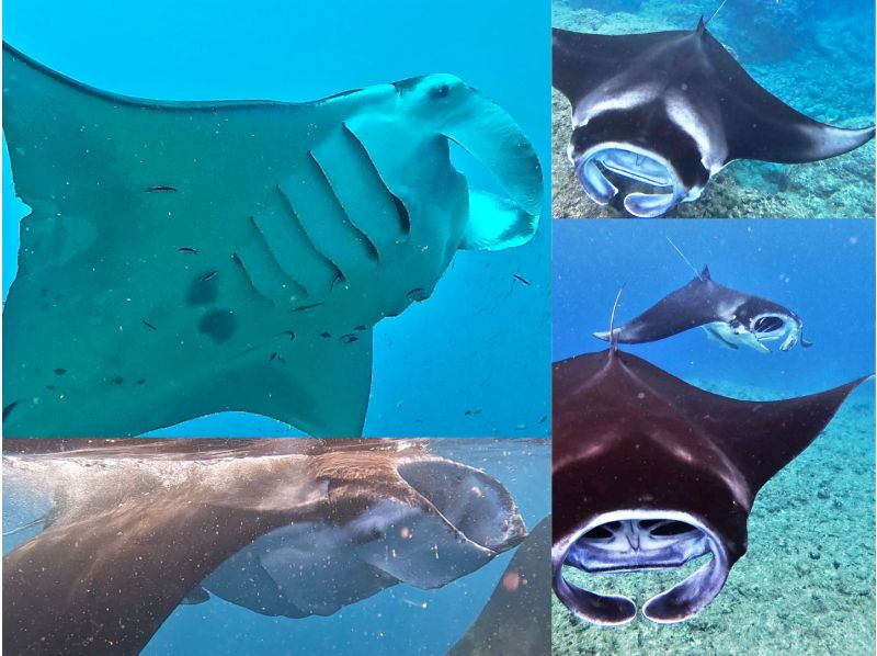 ANA誌掲載★【大迫力！マンタ遭遇率70％更新中】マンタシュノーケル★世界からも人気の石垣島のマンタを見に行こう！機材・送迎・写真無料の紹介画像