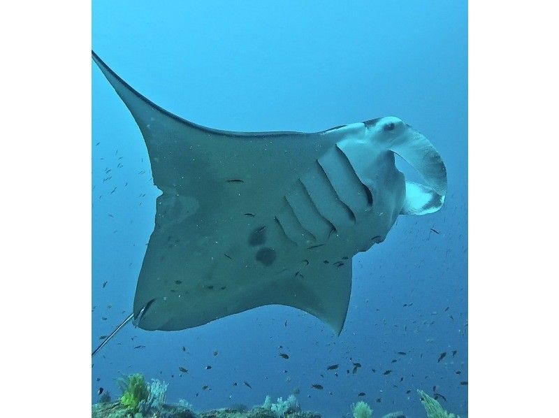 ★Student discount★ [Awesome! Manta encounter rate up to 70%] Manta snorkeling★ Come see the manta rays of Ishigaki Island, which are popular all over the world! [Equipment, transportation, and photos are free]の紹介画像