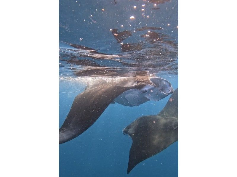 ★Student discount★ [Awesome! Manta encounter rate up to 70%] Manta snorkeling★ Come see the manta rays of Ishigaki Island, which are popular all over the world! [Equipment, transportation, and photos are free]の紹介画像