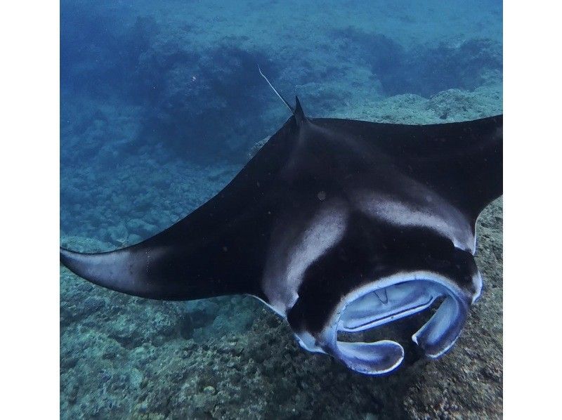 ★Student discount★Very exciting! ★[Manta encounter rate up to 70%] Manta snorkeling★Let's go see the manta rays of Ishigaki Island, which are popular all over the world! [Equipment, transportation, and photos are free]の紹介画像