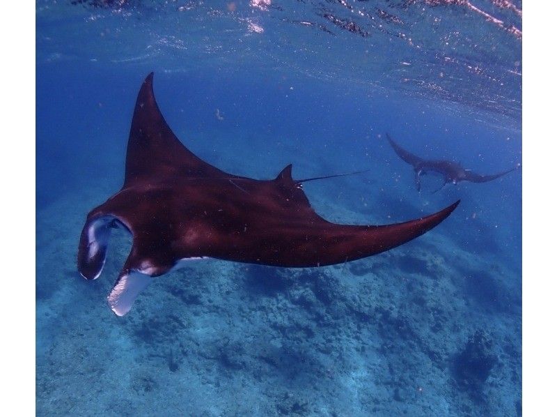 ★Student discount★ [Awesome! Manta encounter rate up to 70%] Manta snorkeling★ Come see the manta rays of Ishigaki Island, which are popular all over the world! [Equipment, transportation, and photos are free]の紹介画像