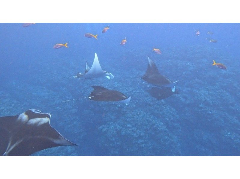 ★Student discount★ [Awesome! Manta encounter rate up to 70%] Manta snorkeling★ Come see the manta rays of Ishigaki Island, which are popular all over the world! [Equipment, transportation, and photos are free]の紹介画像