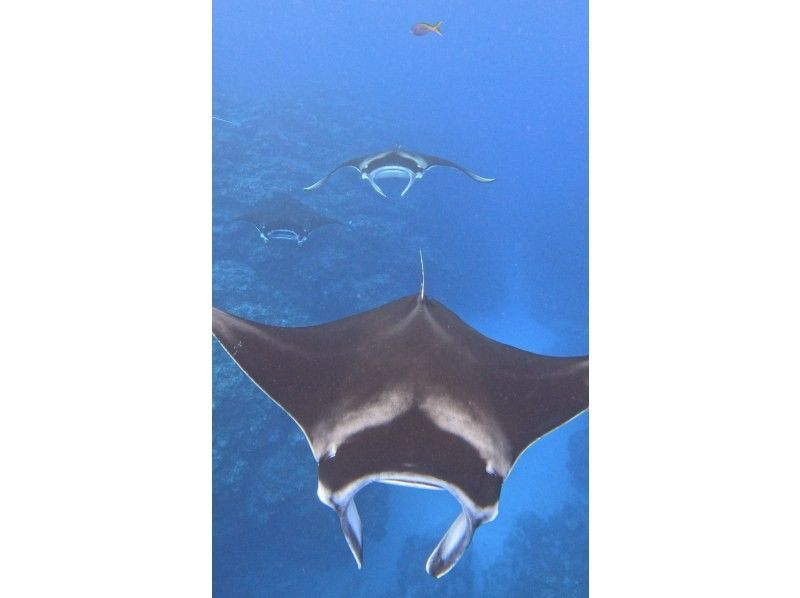 ★Student discount★ [Awesome! Manta encounter rate up to 70%] Manta snorkeling★ Come see the manta rays of Ishigaki Island, which are popular all over the world! [Equipment, transportation, and photos are free]の紹介画像