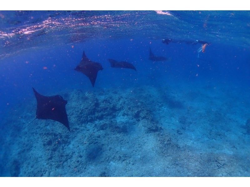 ★Student discount★Very exciting! ★[Manta encounter rate up to 70%] Manta snorkeling★Let's go see the manta rays of Ishigaki Island, which are popular all over the world! [Equipment, transportation, and photos are free]の紹介画像