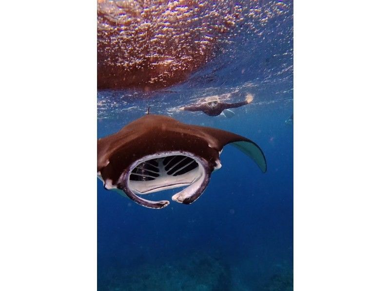 ★Student discount★Very exciting! ★[Manta encounter rate up to 70%] Manta snorkeling★Let's go see the manta rays of Ishigaki Island, which are popular all over the world! [Equipment, transportation, and photos are free]の紹介画像