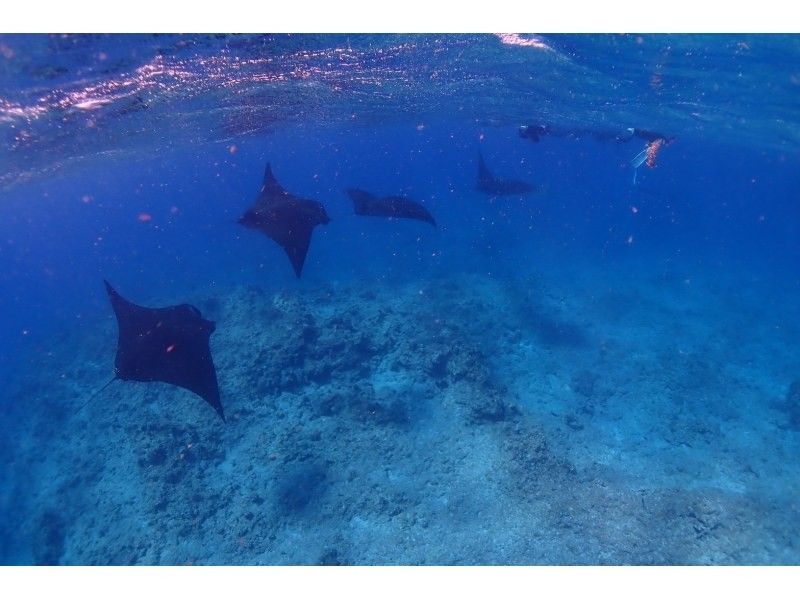 ANA誌掲載★【大迫力！マンタ遭遇率70％更新中】マンタシュノーケル★世界からも人気の石垣島のマンタを見に行こう！機材・送迎・写真無料の紹介画像