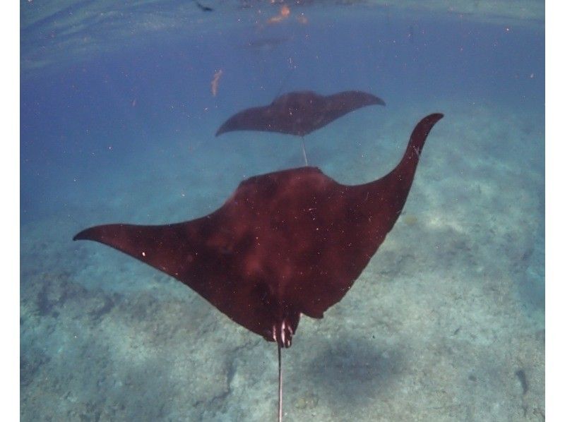 ★Student discount★Very exciting! ★[Manta encounter rate up to 70%] Manta snorkeling★Let's go see the manta rays of Ishigaki Island, which are popular all over the world! [Equipment, transportation, and photos are free]の紹介画像