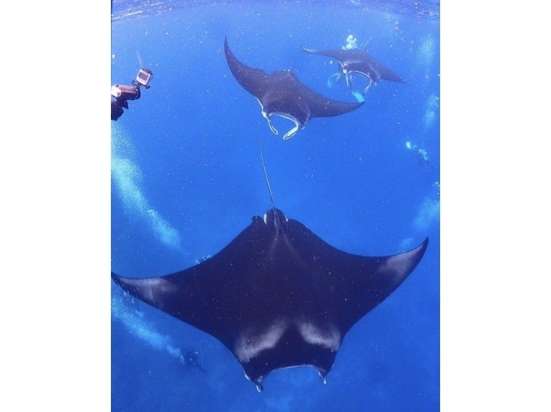 ★Student discount★Very exciting! ★[Manta encounter rate up to 70%] Manta snorkeling★Let's go see the manta rays of Ishigaki Island, which are popular all over the world! [Equipment, transportation, and photos are free]の紹介画像