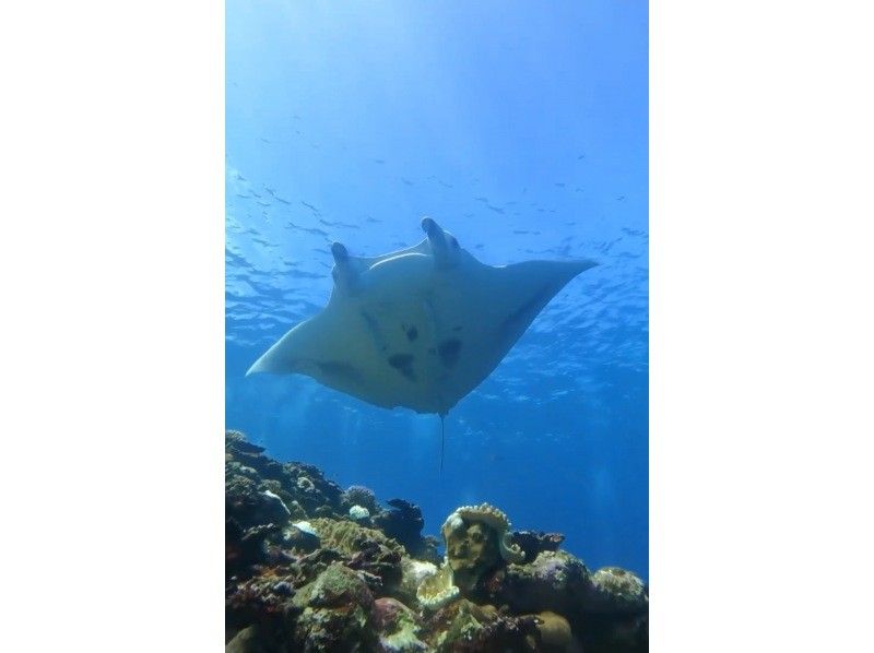 ★Student discount★Very exciting! ★[Manta encounter rate up to 70%] Manta snorkeling★Let's go see the manta rays of Ishigaki Island, which are popular all over the world! [Equipment, transportation, and photos are free]の紹介画像