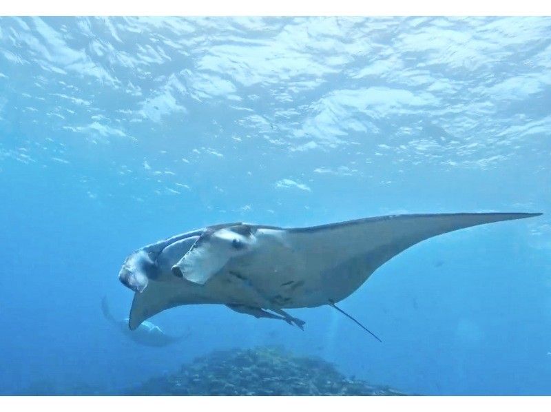 ★Student discount★Very exciting! ★[Manta encounter rate up to 70%] Manta snorkeling★Let's go see the manta rays of Ishigaki Island, which are popular all over the world! [Equipment, transportation, and photos are free]の紹介画像