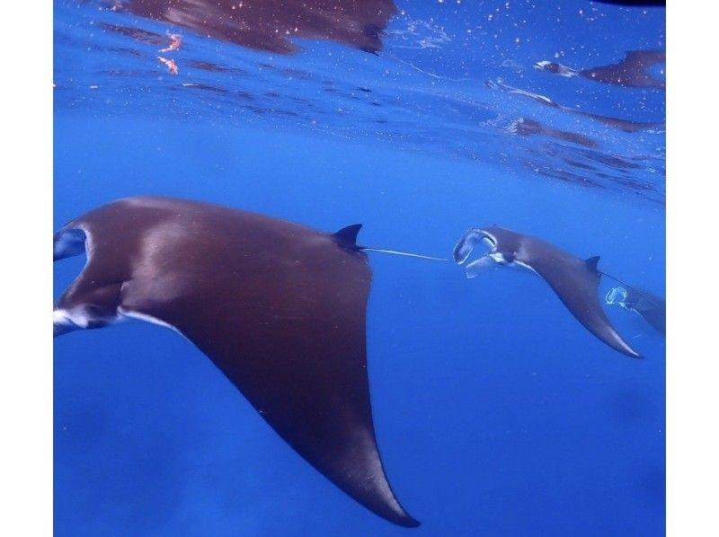 ★Student discount★ [Awesome! Manta encounter rate up to 70%] Manta snorkeling★ Come see the manta rays of Ishigaki Island, which are popular all over the world! [Equipment, transportation, and photos are free]の紹介画像