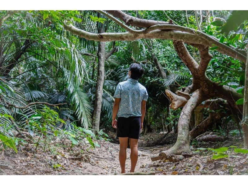 [Ishigaki Island / Private tour for 1 group] Hidden beach SUP & jungle exploration tour! Free 5.4K drone & high quality SLR photography included! Guided by a professional island photographer!の紹介画像