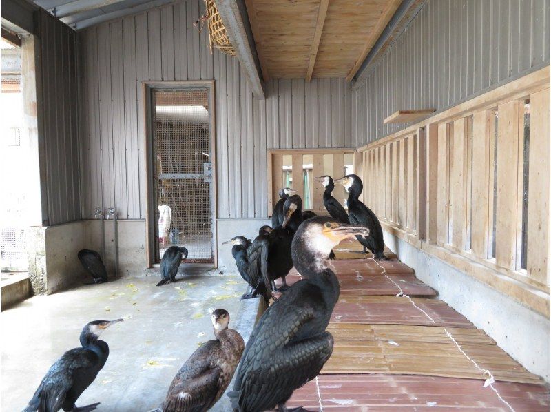 【岐阜県・岐阜市】鵜飼バックヤードツアー