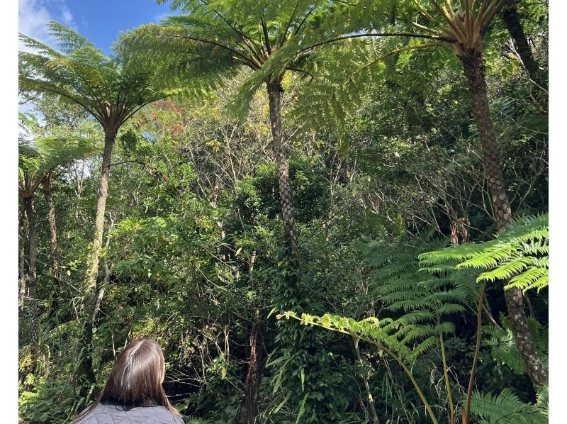 【奄美大島 / 1組様限定貸切案内】マングローブカヌーと巨大豆の木と神秘の滝ツアーの紹介画像