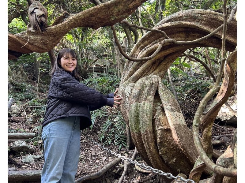 【奄美大島】1組様限定貸切・マングローブカヌーと巨大豆の木と神秘の滝ツアーの紹介画像