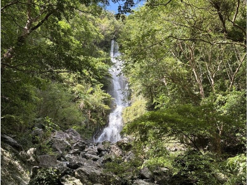 【鹿児島・奄美大島】マングローブカヌーと巨大豆の木と神秘の滝ツアーの紹介画像