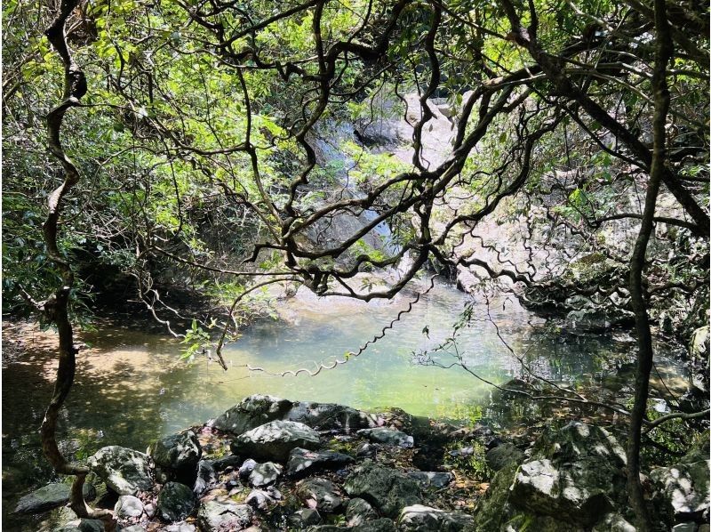 【奄美大島 / 1組様限定貸切案内】マングローブカヌーと巨大豆の木と神秘の滝ツアーの紹介画像