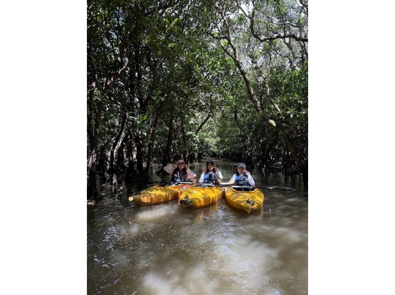 【奄美大島 / 1組様限定貸切案内】マングローブカヌーと巨大豆の木と神秘の滝ツアーの紹介画像