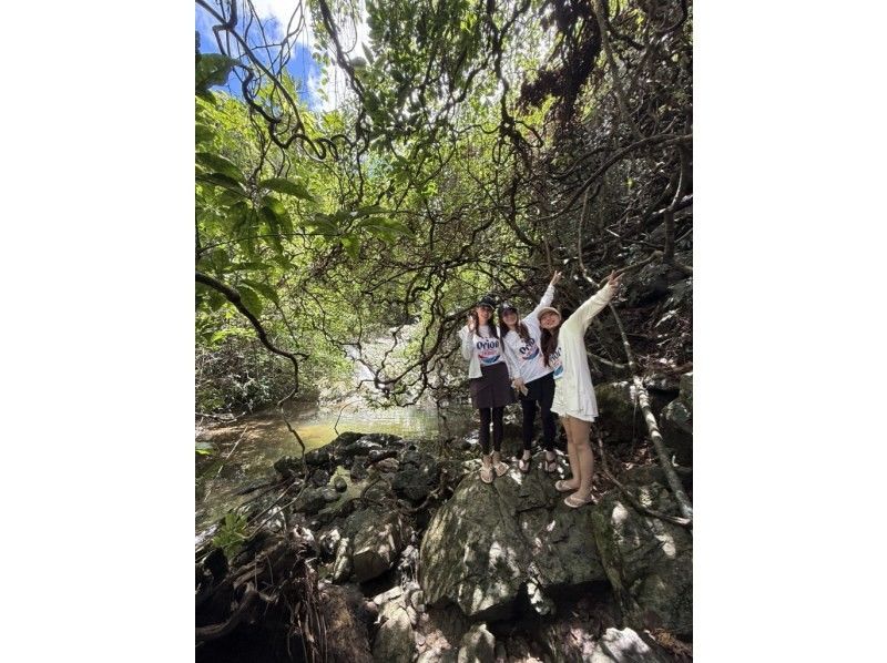 【奄美大島 / 1組様限定貸切案内】マングローブカヌーと巨大豆の木と神秘の滝ツアーの紹介画像