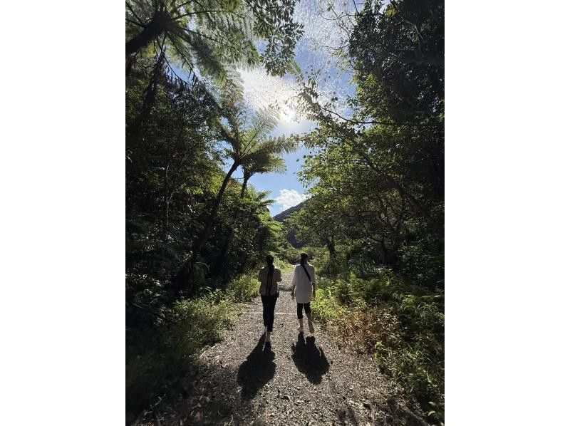 【奄美大島 / 1組様限定貸切案内】マングローブカヌーと巨大豆の木と神秘の滝ツアーの紹介画像