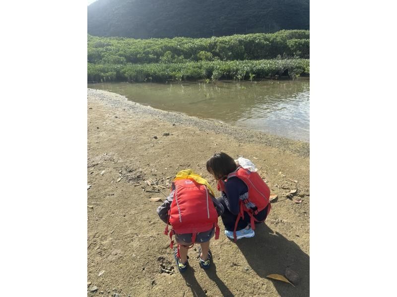 【奄美大島 / 1組様限定貸切案内】2時間マングローブカヌーの紹介画像